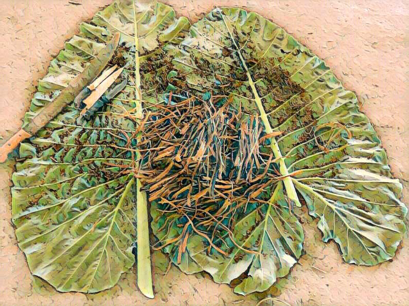 Ayahuasca en sjamanisme